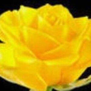 White House Black Market White Wool Blend Fly Away Cardigan Size Large MSRP $129